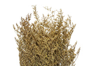 Limonium