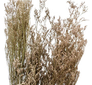 Limonium
