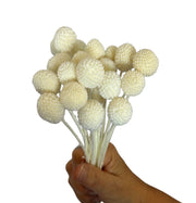 Billy Button (Craspedia)